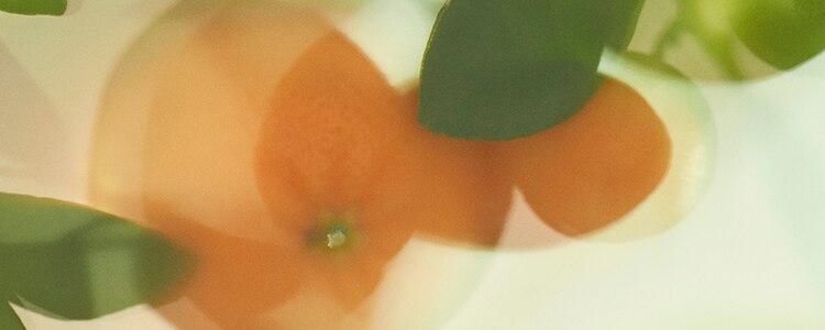 lime_bg2